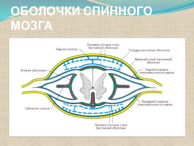 ОБОЛОЧКИ СПИННОГО МОЗГА