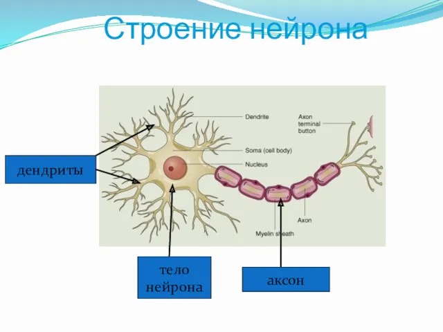 Строение нейрона дендриты тело нейрона аксон