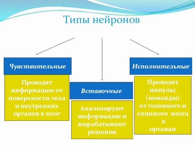 Чувствительные Вставочные Исполнительные Проводят информацию от поверхности тела и внутренних