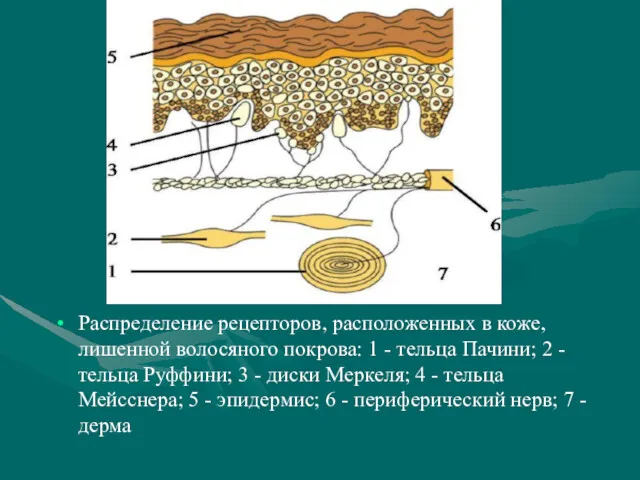 Распределение рецепторов, расположенных в коже, лишенной волосяного покрова: 1 -