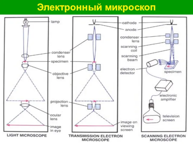 Электронный микроскоп