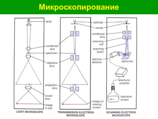 Микроскопирование