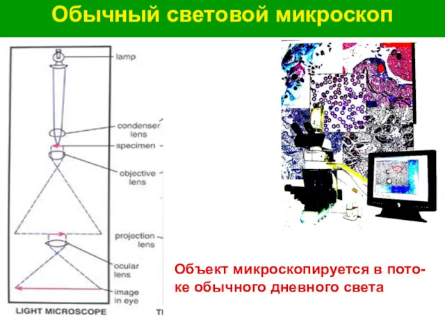 Обычный световой микроскоп Объект микроскопируется в пото-ке обычного дневного света