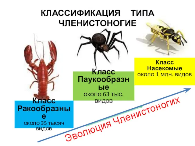 Класс Паукообразные около 63 тыс. видов Класс Ракообразные около 35