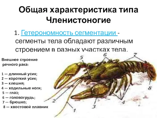 Общая характеристика типа Членистоногие 1. Гетерономность сегментации - сегменты тела