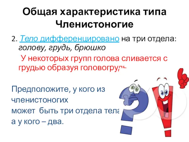 2. Тело дифференцировано на три отдела: голову, грудь, брюшко У