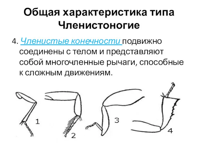 4. Членистые конечности подвижно соединены с телом и представляют собой