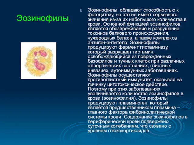 Эозинофилы обладают способностью к фагоцитозу, но это не имеет серьезного