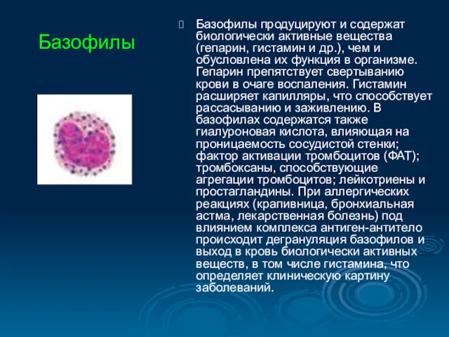 Базофилы продуцируют и содержат биологически активные вещества (гепарин, гистамин и