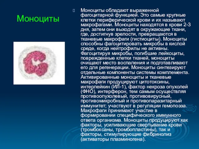 Моноциты обладают выраженной фагоцитарной функцией. Это самые крупные клетки периферической