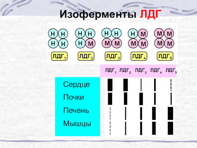 Изоферменты ЛДГ Сердце Почки Печень Мышцы ЛДГ1 ЛДГ2 ЛДГ3 ЛДГ4 ЛДГ5