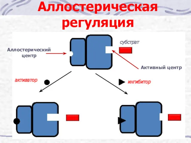 Активный центр Аллостерический центр субстрат активатор ингибитор Аллостерическая регуляция