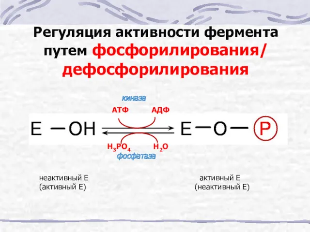 АТФ АДФ Н3РО4 Н2О Регуляция активности фермента путем фосфорилирования/ дефосфорилирования