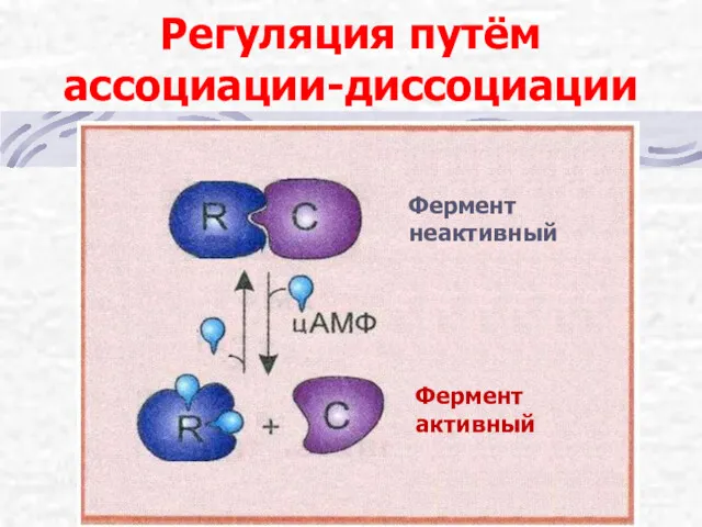 Регуляция путём ассоциации-диссоциации Фермент неактивный Фермент активный