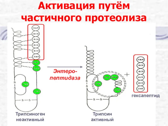 Активация путём частичного протеолиза Трипсиноген неактивный Трипсин активный гексапептид Энтеро-пептидаза