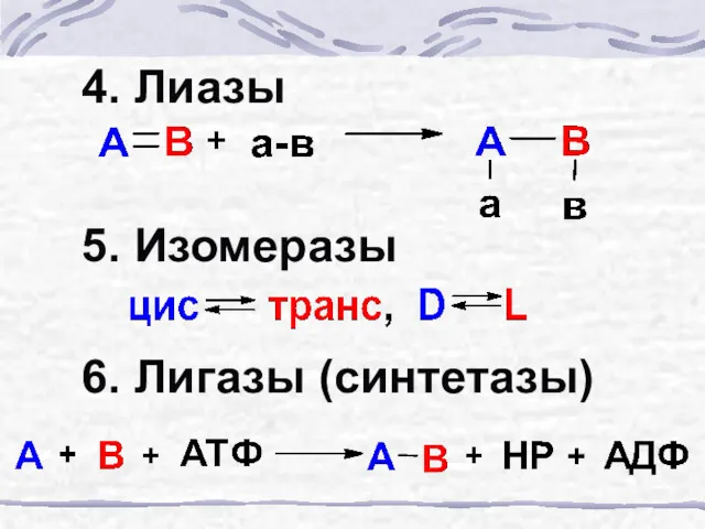 4. Лиазы 5. Изомеразы 6. Лигазы (синтетазы)