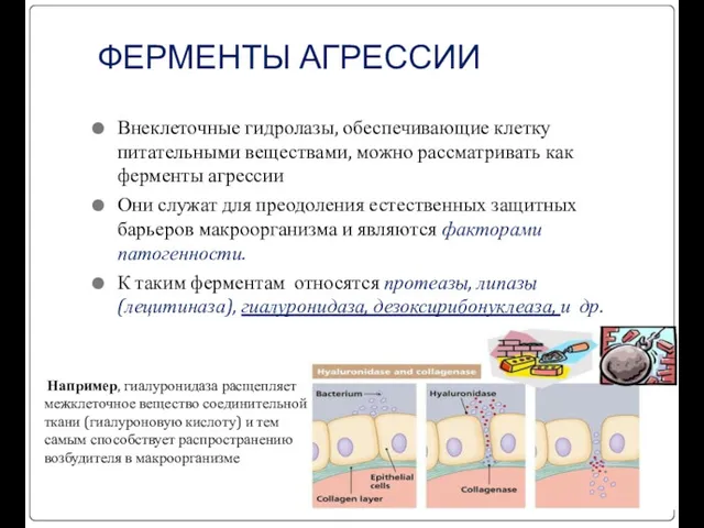 ФЕРМЕНТЫ АГРЕССИИ Внеклеточные гидролазы, обеспечивающие клетку питательными веществами, можно рассматривать