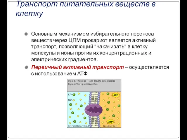 Транспорт питательных веществ в клетку Основным механизмом избирательного переноса веществ
