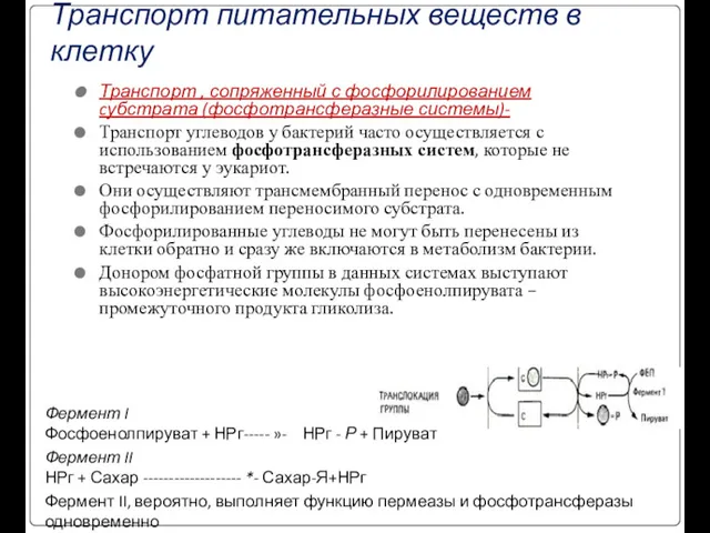 Транспорт питательных веществ в клетку Транспорт , сопряженный с фосфорилированием