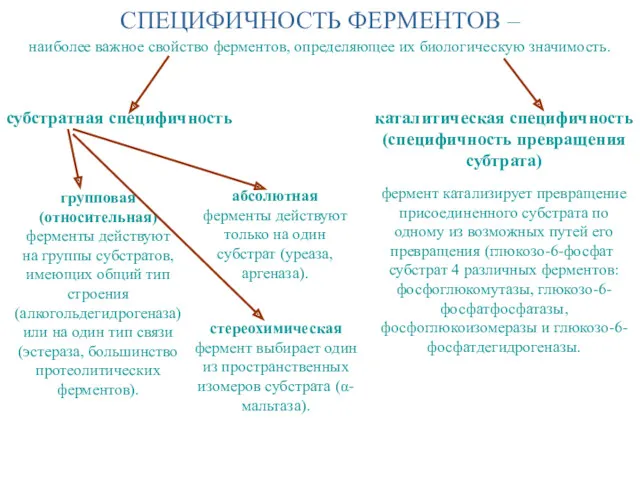 СПЕЦИФИЧНОСТЬ ФЕРМЕНТОВ – групповая (относительная) ферменты действуют на группы субстратов,