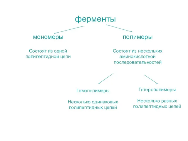 ферменты мономеры Состоят из одной полипептидной цепи полимеры Состоят из