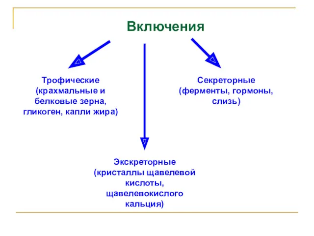 Включения Секреторные (ферменты, гормоны, слизь) Трофические (крахмальные и белковые зерна,