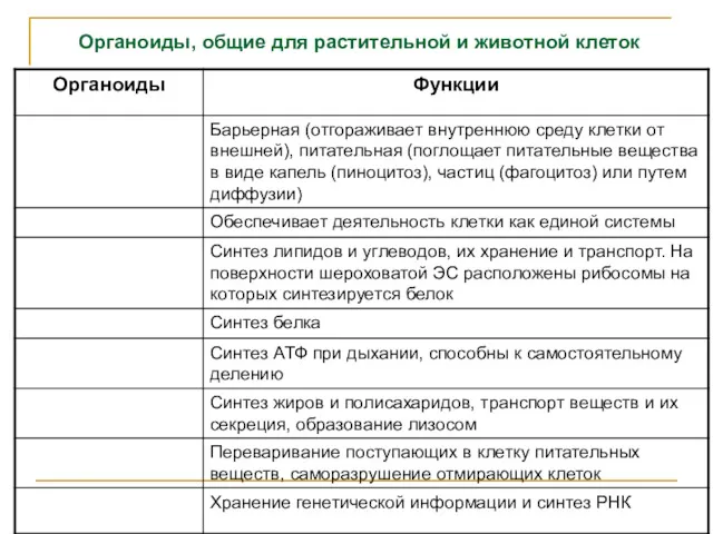 Органоиды, общие для растительной и животной клеток