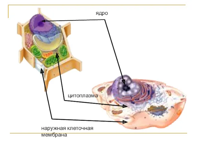 ядро цитоплазма наружная клеточная мембрана