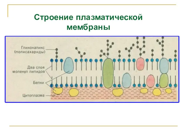 Строение плазматической мембраны