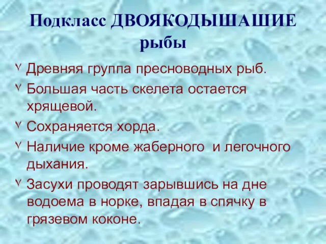 Подкласс ДВОЯКОДЫШАШИЕ рыбы ۷ Древняя группа пресноводных рыб. ۷ Большая