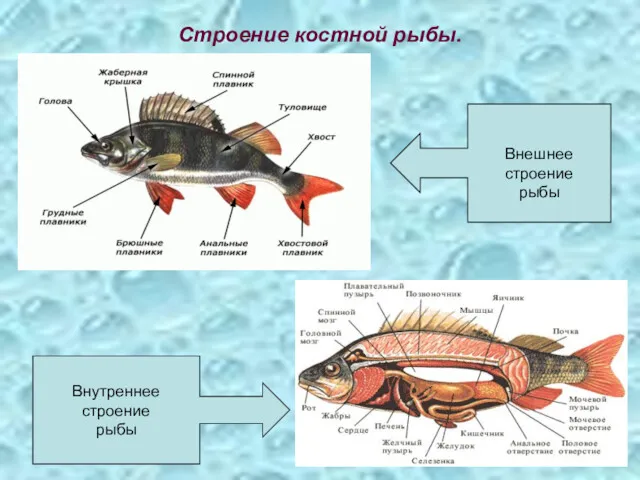 Строение костной рыбы. Внешнее строение рыбы Внутреннее строение рыбы