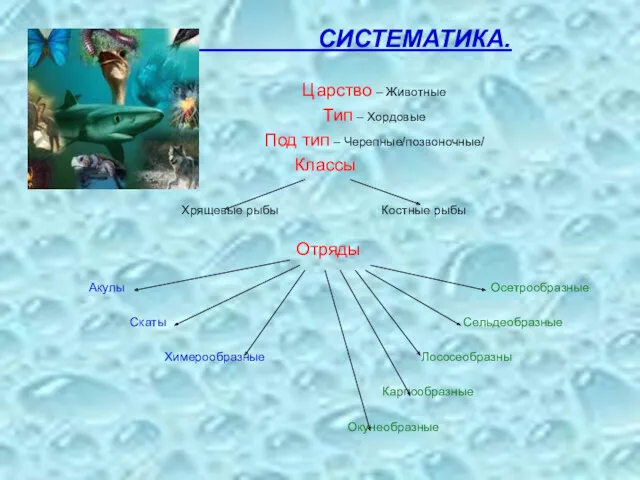 СИСТЕМАТИКА. Царство – Животные Тип – Хордовые Под тип –