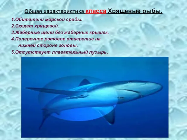 Общая характеристика класса Хрящевые рыбы. 1.Обитатели морской среды. 2.Скелет хрящевой.