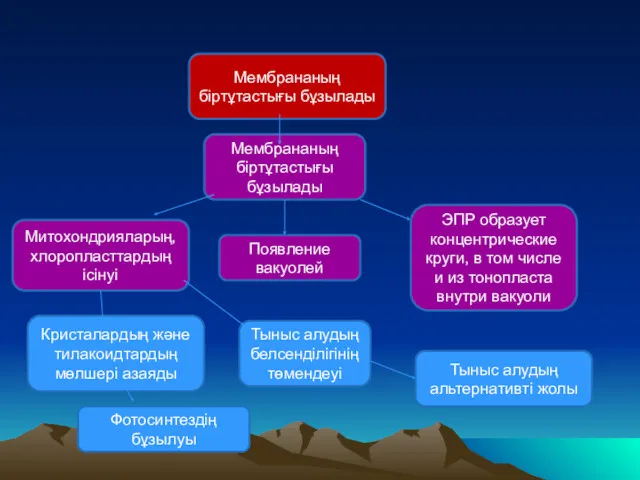 Мембрананың біртұтастығы бұзылады Мембрананың біртұтастығы бұзылады Митохондрияларың, хлоропласттардың ісінуі Кристалардың