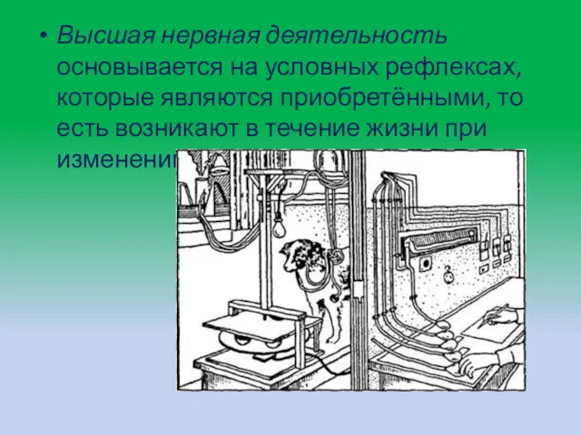 Высшая нервная деятельность основывается на условных рефлексах, которые являются приобретёнными,