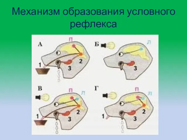 Механизм образования условного рефлекса