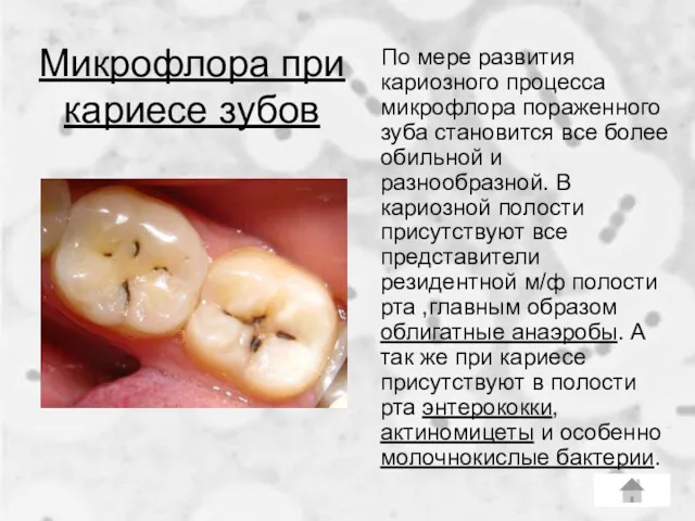 Микрофлора при кариесе зубов По мере развития кариозного процесса микрофлора
