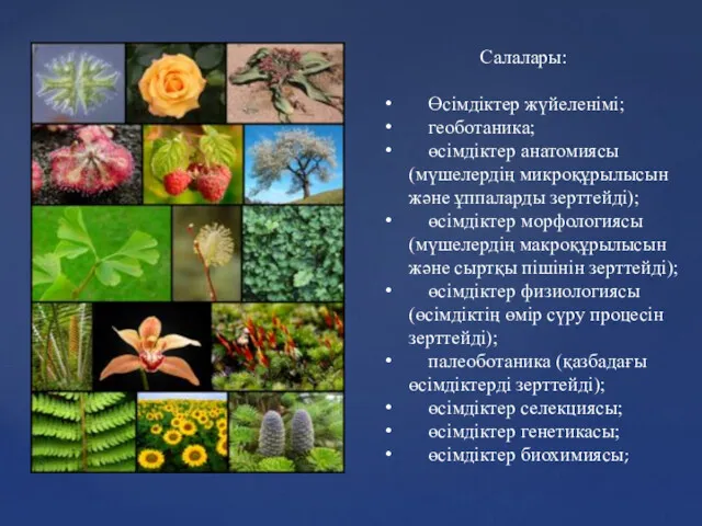 Салалары: Өсімдіктер жүйеленімі; геоботаника; өсімдіктер анатомиясы (мүшелердің микроқұрылысын және ұппаларды зерттейді); өсімдіктер морфологиясы