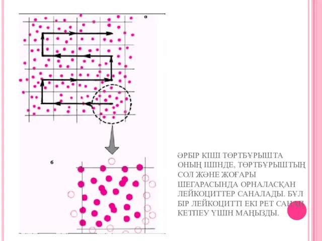 ӘРБІР КІШІ ТӨРТБҰРЫШТА ОНЫҢ ІШІНДЕ, ТӨРТБҰРЫШТЫҢ СОЛ ЖӘНЕ ЖОҒАРЫ ШЕГАРАСЫНДА