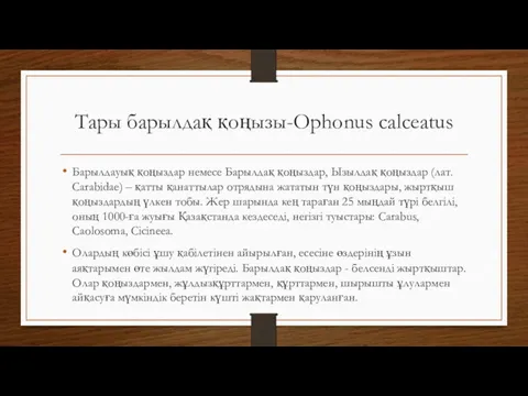 Тары барылдақ қоңызы-Ophonus calceatus Барылдауық қоңыздар немесе Барылдақ қоңыздар, Ызылдақ