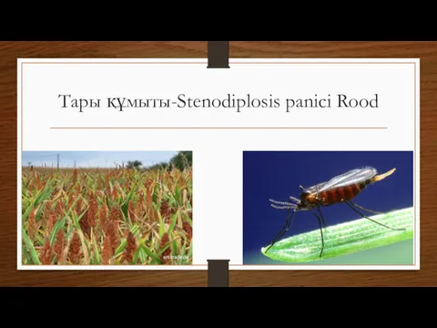 Тары құмыты-Stenodiplosis panici Rood