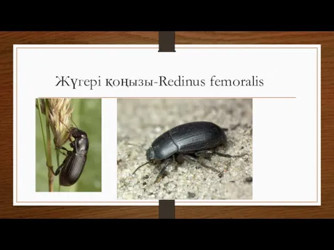 Жүгері қоңызы-Redinus femoralis