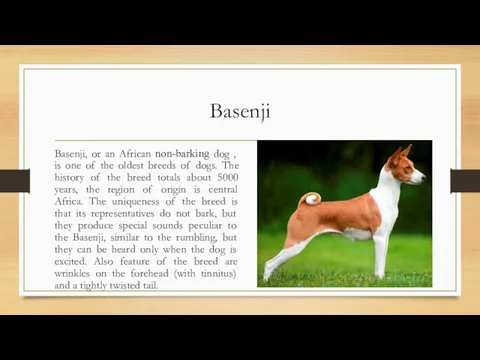 Basenji Basenji, or an African non-barking dog , is one