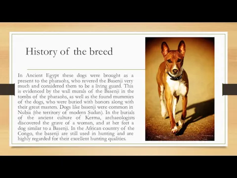 History of the breed In Ancient Egypt these dogs were