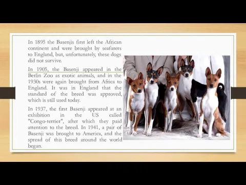 In 1895 the Basenjis first left the African continent and