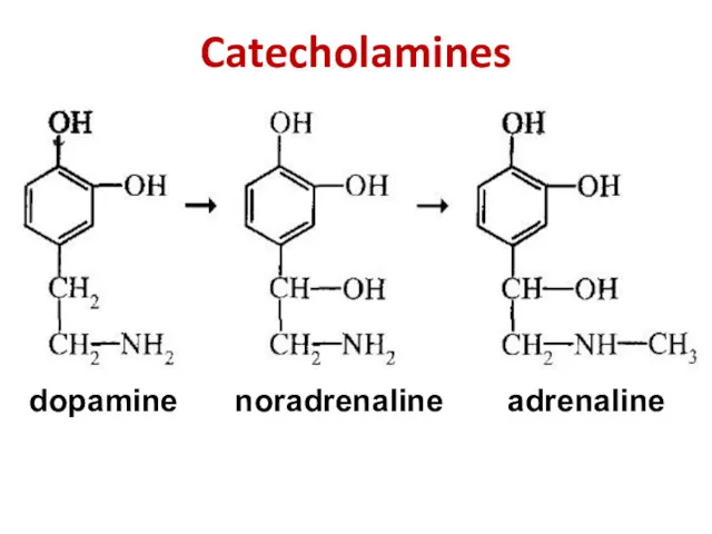 Catecholamines dopamine noradrenaline adrenaline