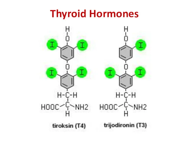 Thyroid Hormones