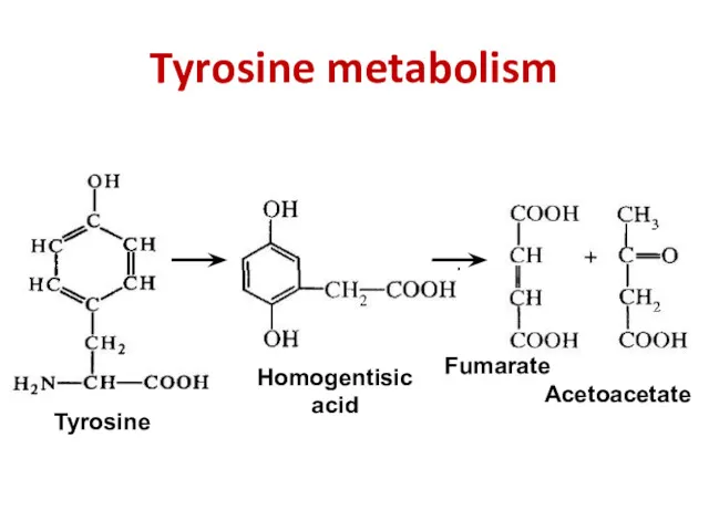 Tyrosine metabolism Homogentisic acid Fumarate Tyrosine Acetoacetate