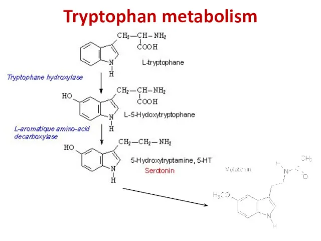 Tryptophan metabolism