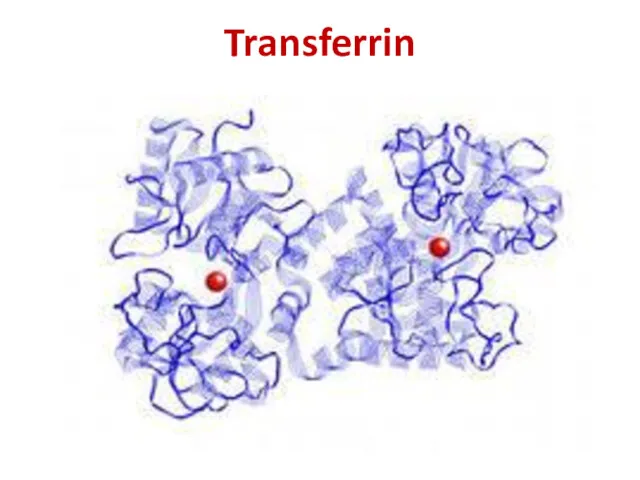 Transferrin